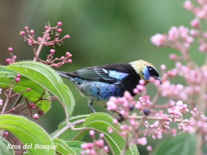 Conostegia subcrustulata