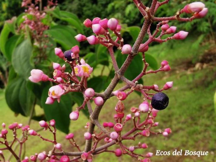 Conostegia subcrustulata