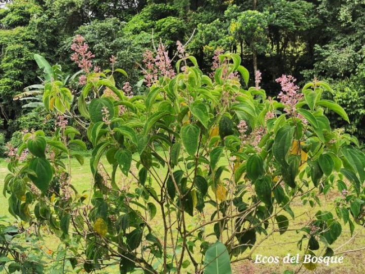 Conostegia subcrustulata