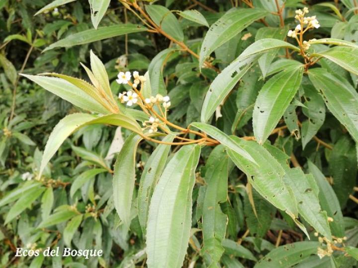 Conostegia xalapensis