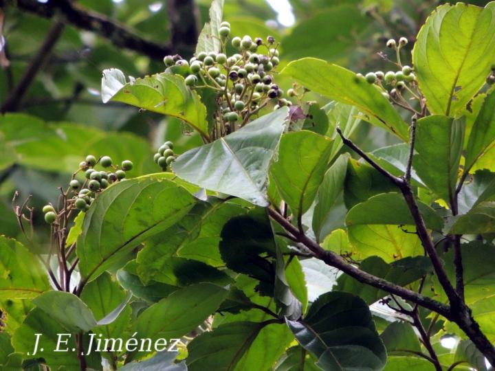 Cordia eriostigma (Niguito, Muñeco)