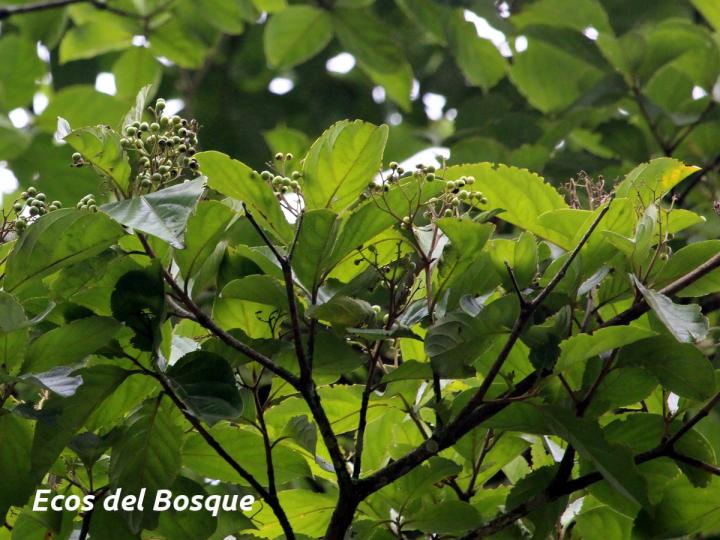 Cordia eriostigma (Niguito, Muñeco)