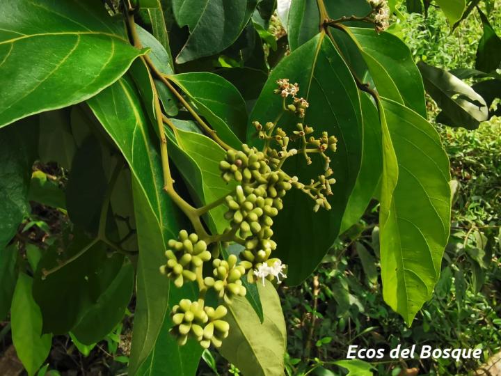 Cordia eriostigma (Niguito, Muñeco)