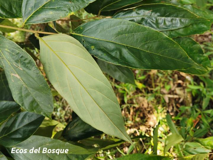 Cordia eriostigma (Niguito, Muñeco)