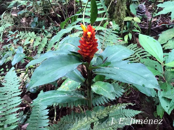 Costus curvibracteatus