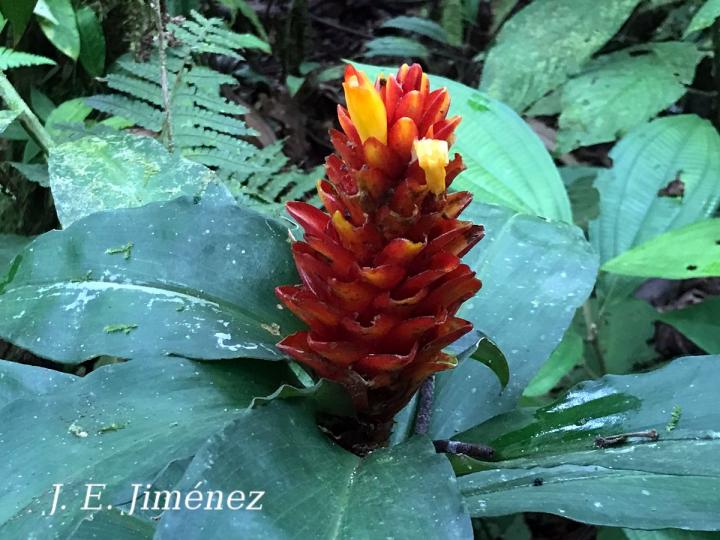 Costus curvibracteatus