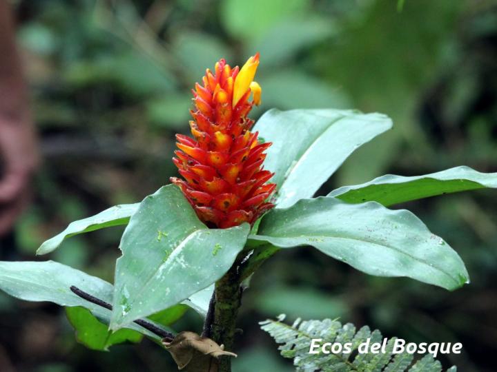 Costus curvibracteatus