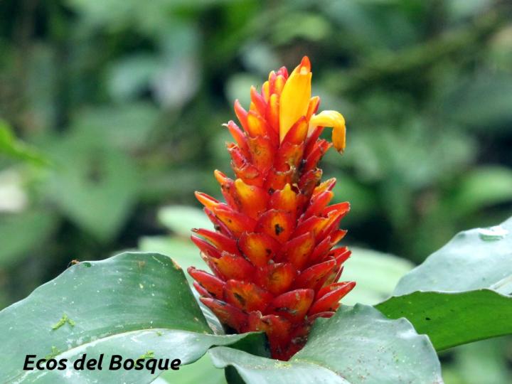 Costus curvibracteatus