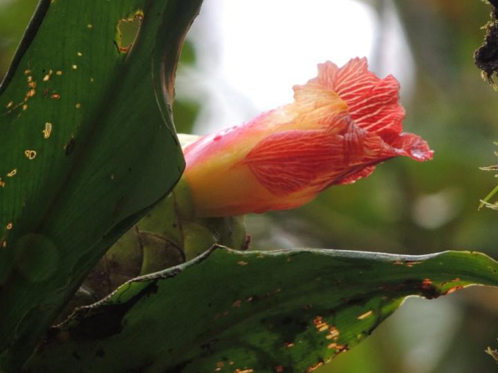 Costus laevis