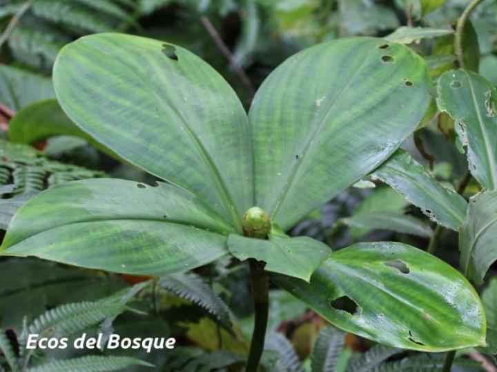 Costus malortieanus