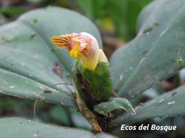 Costus malortieanus