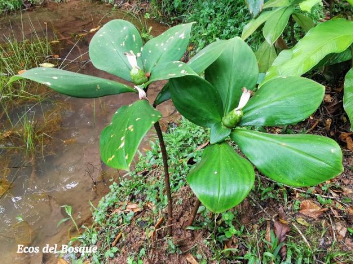 Costus malortieanus