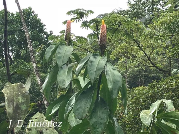 Costus nitidus