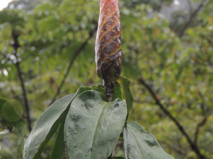 Costus nitidus