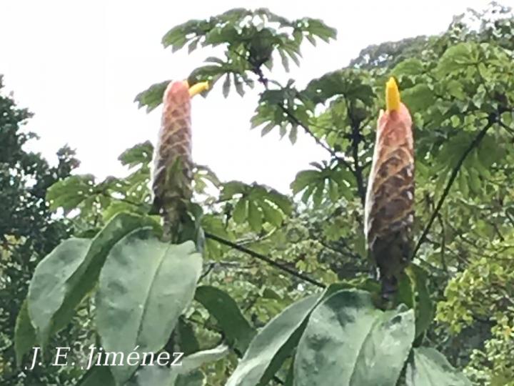 Costus nitidus