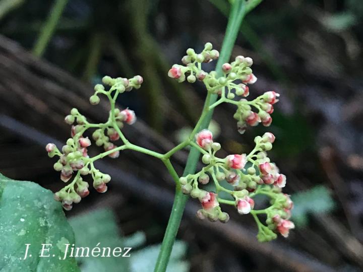 Crossopetalum enervium