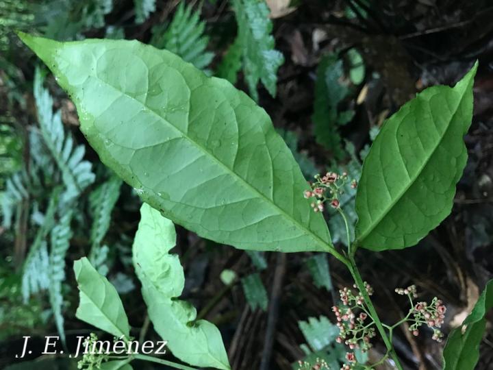 Crossopetalum enervium