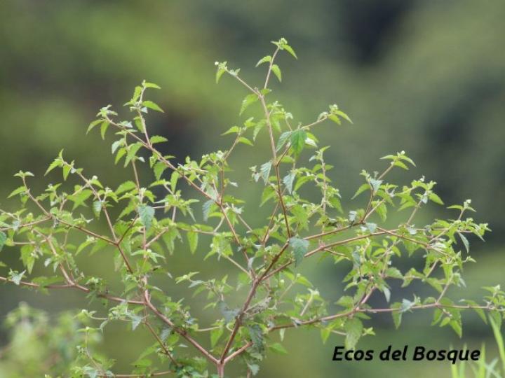 Croton trinitatis (Comastrona)