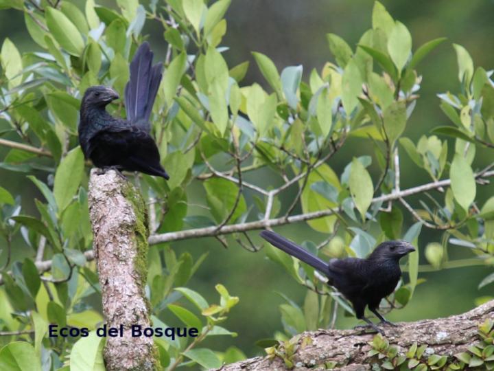Crotophaga sulcicrostris
