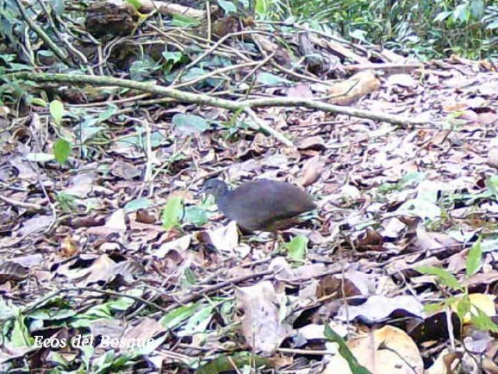 Crypturellus boucardi (Tinamú pizarroso)