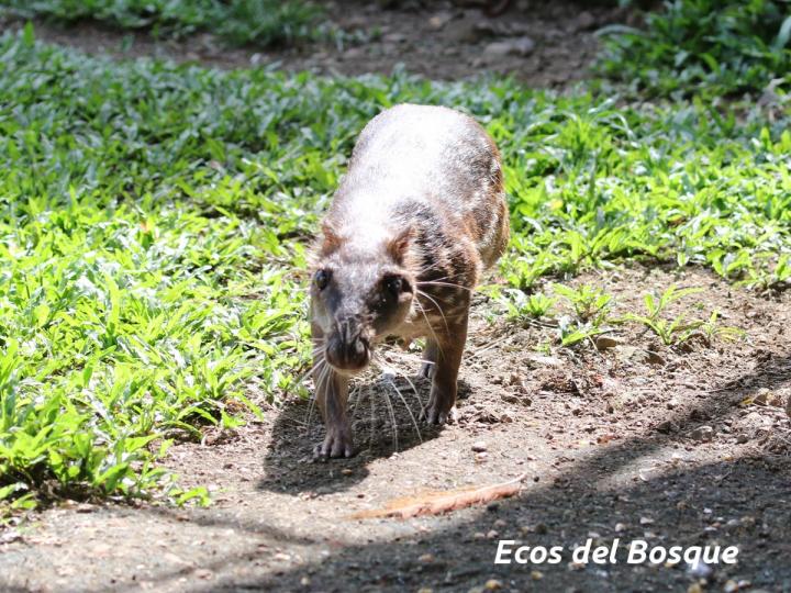 Cuniculus paca