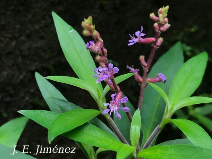 Cuphea utriculosa
