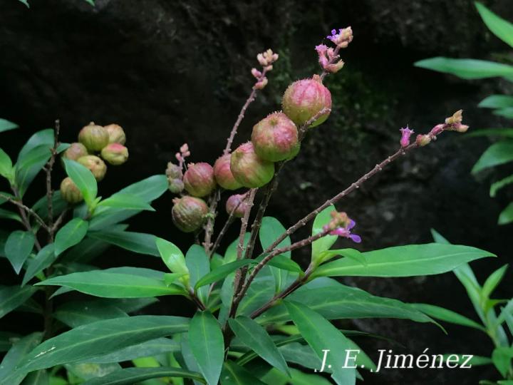 Cuphea utriculosa