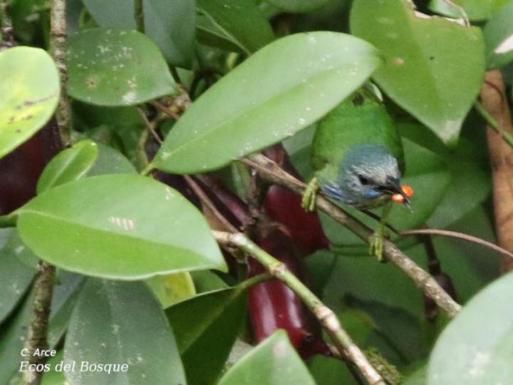 Cyanerpes lucidus (Picudo patiamarillo)