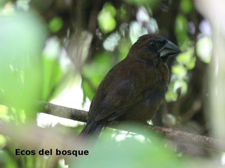 Cyanocompsa cyanoides