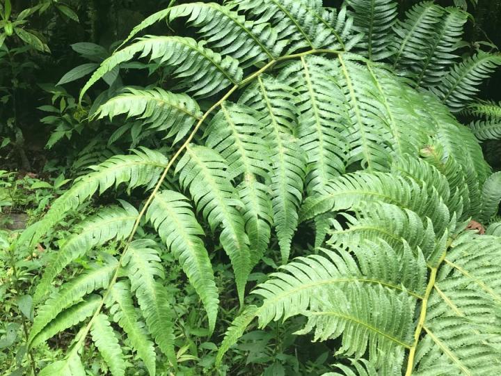 Cyathea mutica var. grandis
