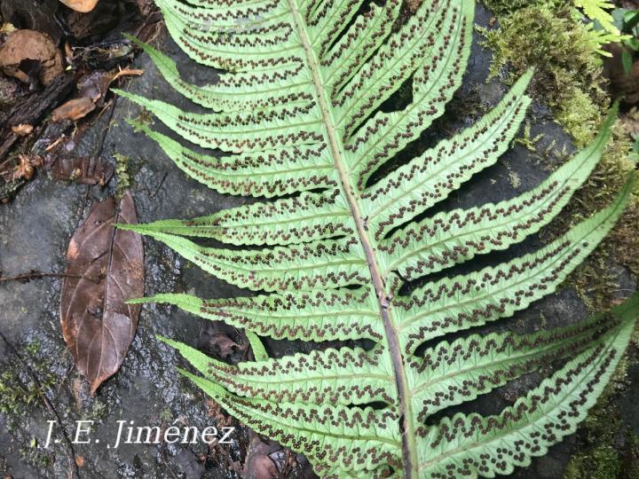 Cyathea mutica var. grandis
