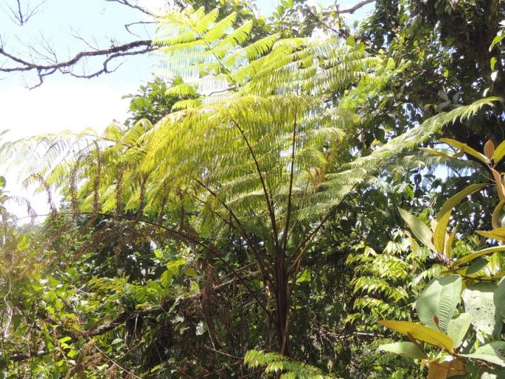 Cyathea poeppigii
