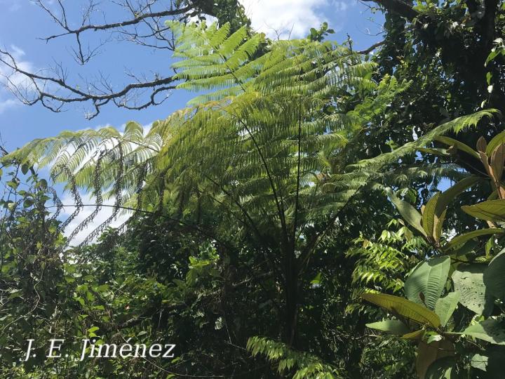 Cyathea poeppigii