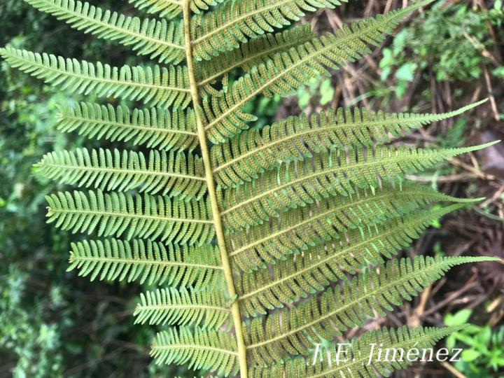 Cyathea poeppigii