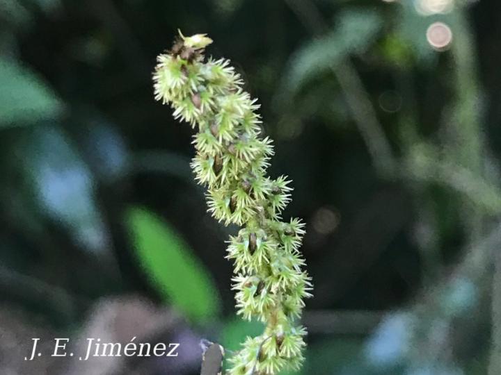 Cyathula prostrata