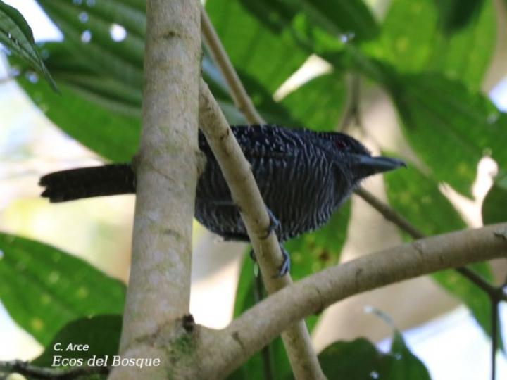Cymbilaimus lineatus (Batará lineado)