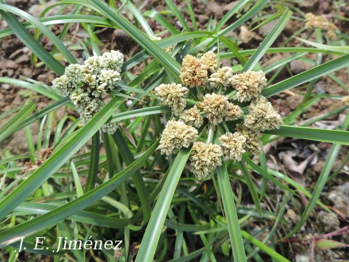 Cyperus luzulae