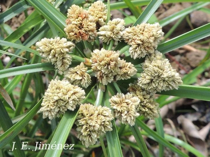 Cyperus luzulae
