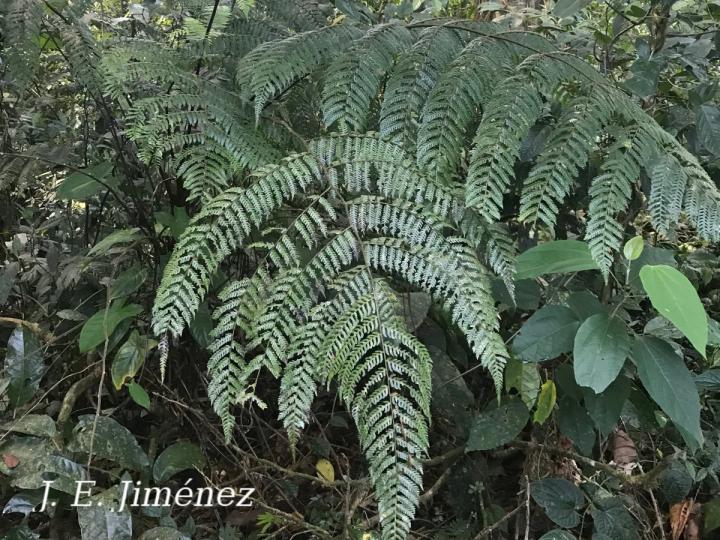 Cyathea schiedeana