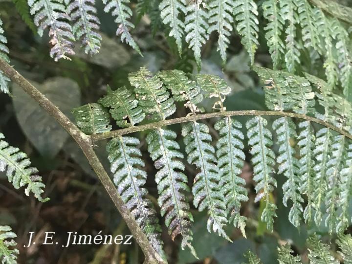 Cyathea schiedeana