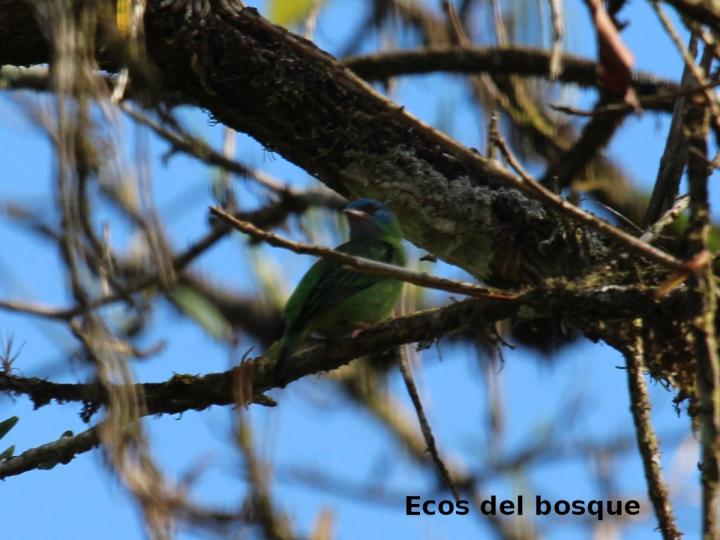 Dacnis cayana
