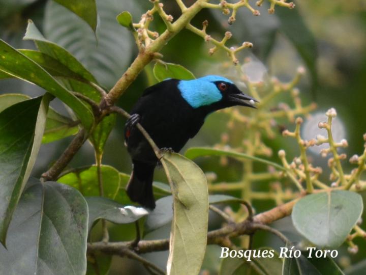 Dacnis venusta