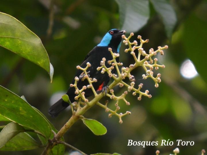 Dacnis venusta