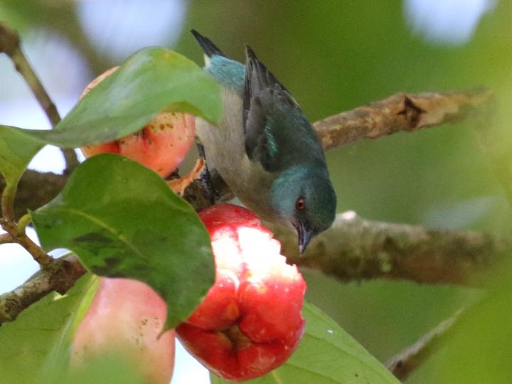 Dacnis venusta