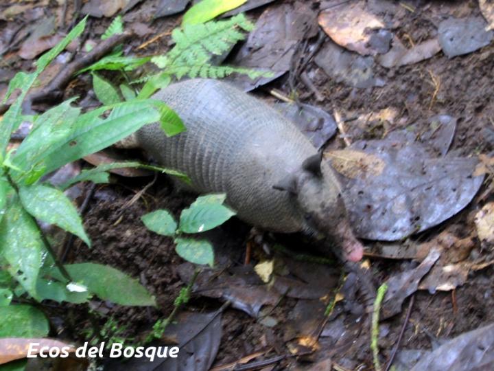 Dasypus novemcinctus