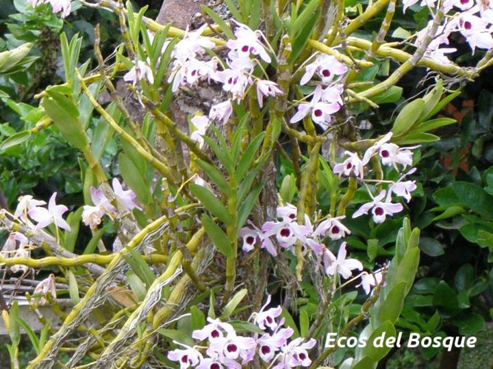Dendrobium nobile