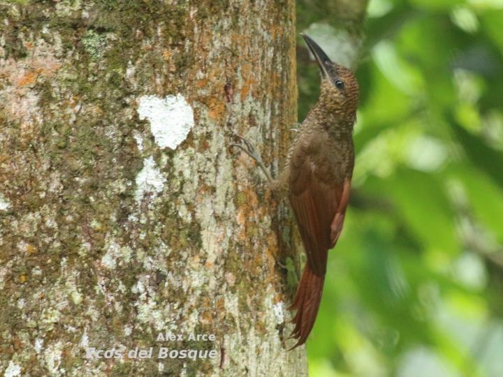 Dendrocolaptes sanctithomae