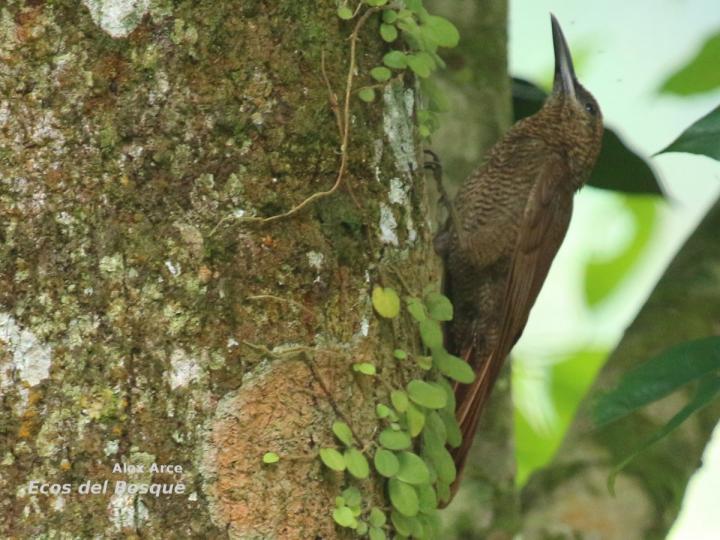 Dendrocolaptes sanctithomae