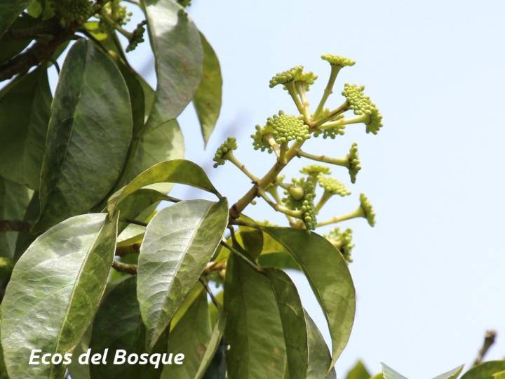 Dendropanax arboreus