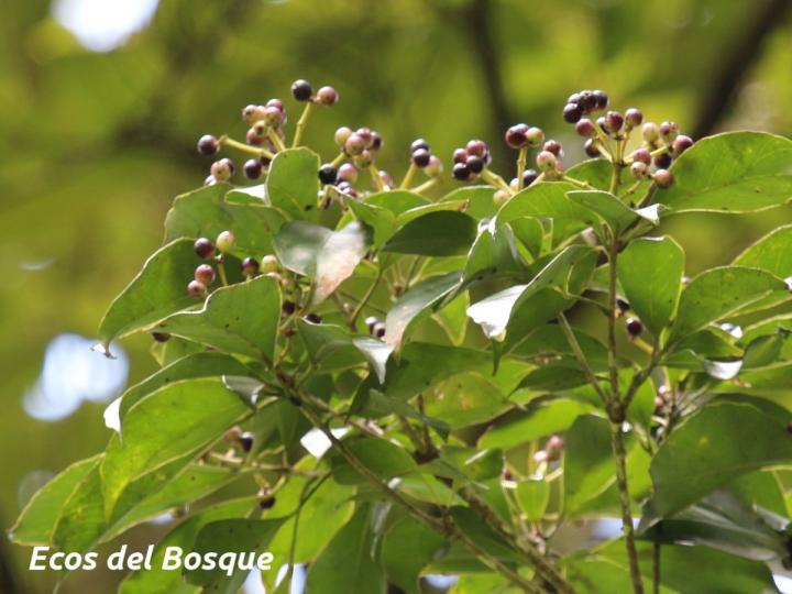 Dendropanax arboreus